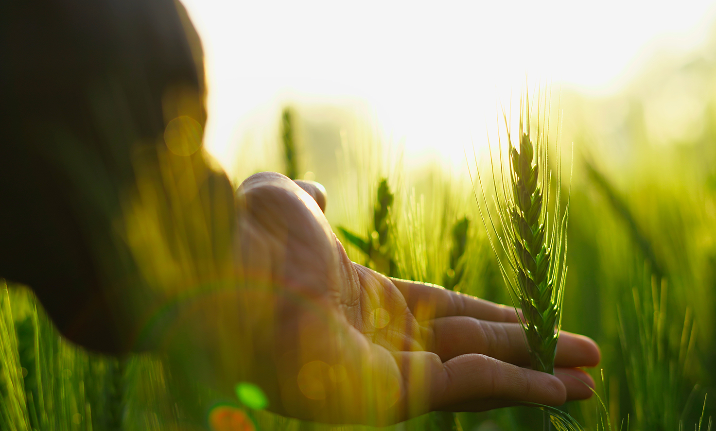 Agriculture
