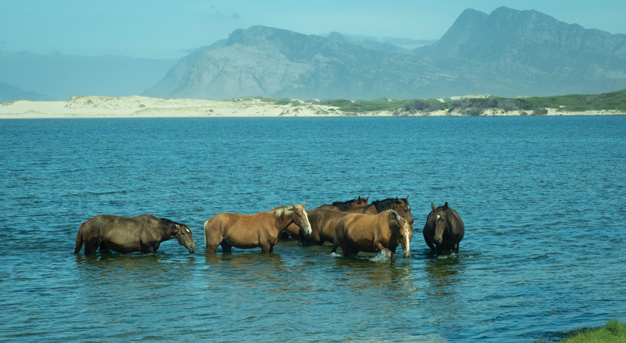 Horses-01.jpg