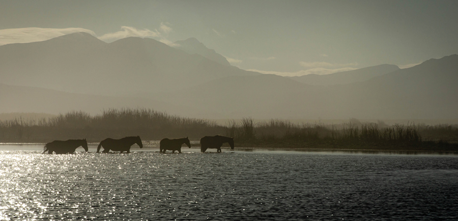 Horses-02.jpg