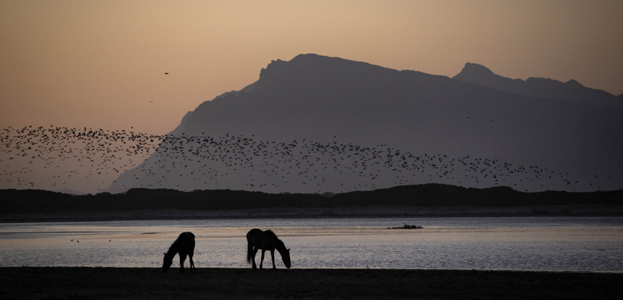 Horses-03.jpg