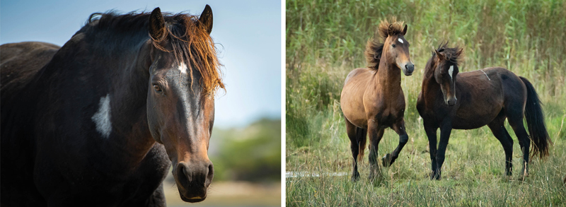 Horses-04.jpg