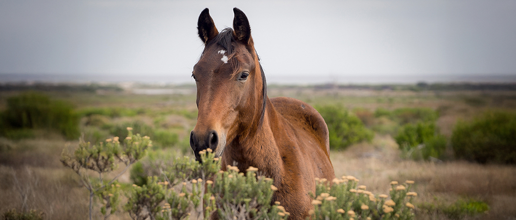 The Wild Horses of the Overberg