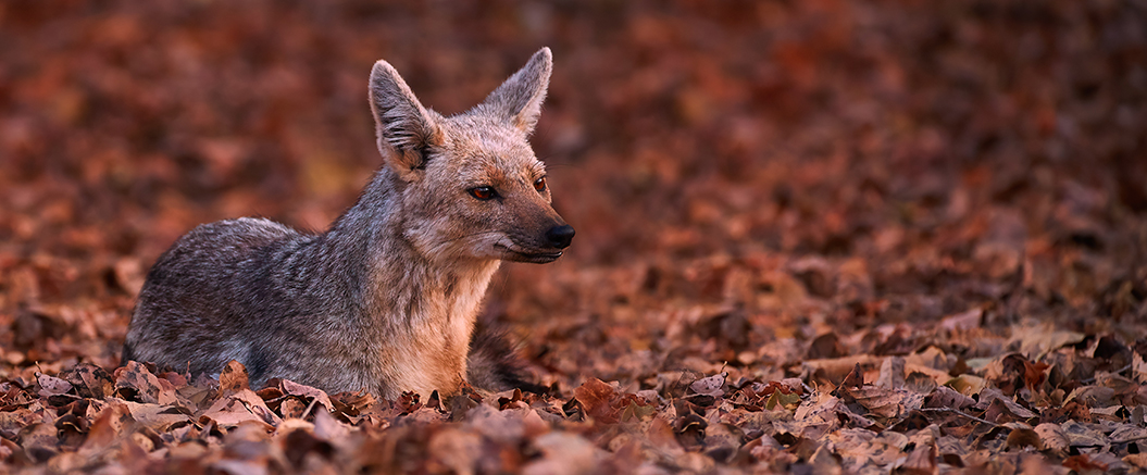 The origin of the African jackal traced back 5 million years to the West  Coast of SA - FirstRand
